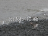 norderney-urlaubsfoto-084