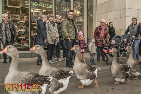 Hansemarkt-2017-010