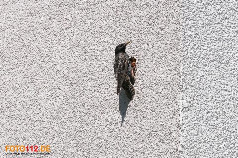 Stare-im-Flug-004