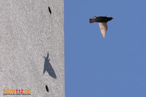 Stare-im-Flug-006
