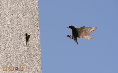 Stare-im-Flug-007