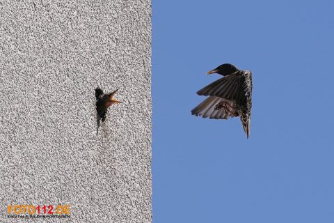 Stare-im-Flug-008