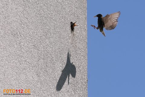 Stare-im-Flug-009