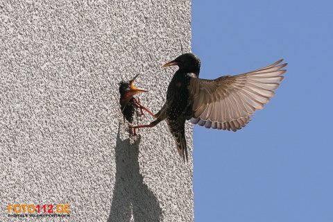 Stare-im-Flug-010