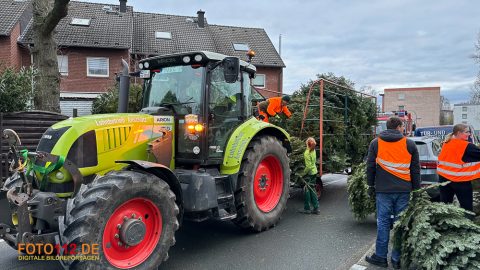 Weihnachtsbaum-sammeln-001