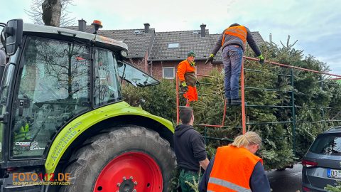 Weihnachtsbaum-sammeln-002