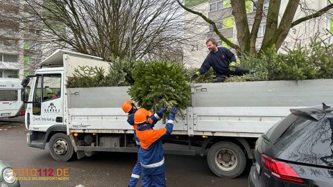 Weihnachtsbaum-sammeln-007
