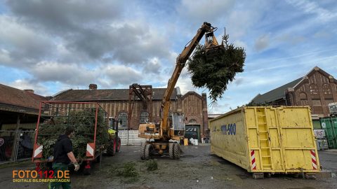 Weihnachtsbaum-sammeln-019