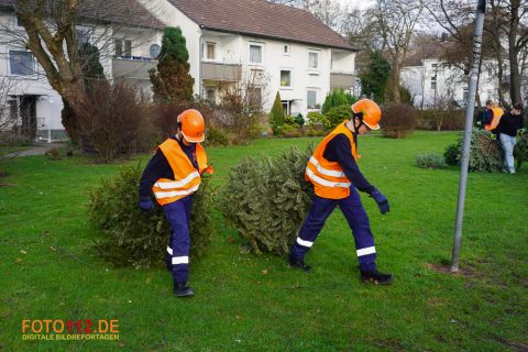 Weihnachtsbaum-sammeln-022