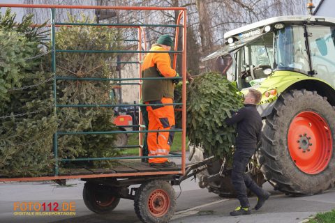 Weihnachtsbaum-sammeln-030