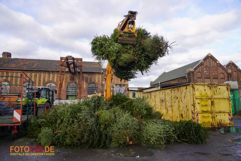 Weihnachtsbaum-sammeln-031