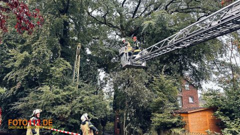 Baum-auf-Stromleitung-001