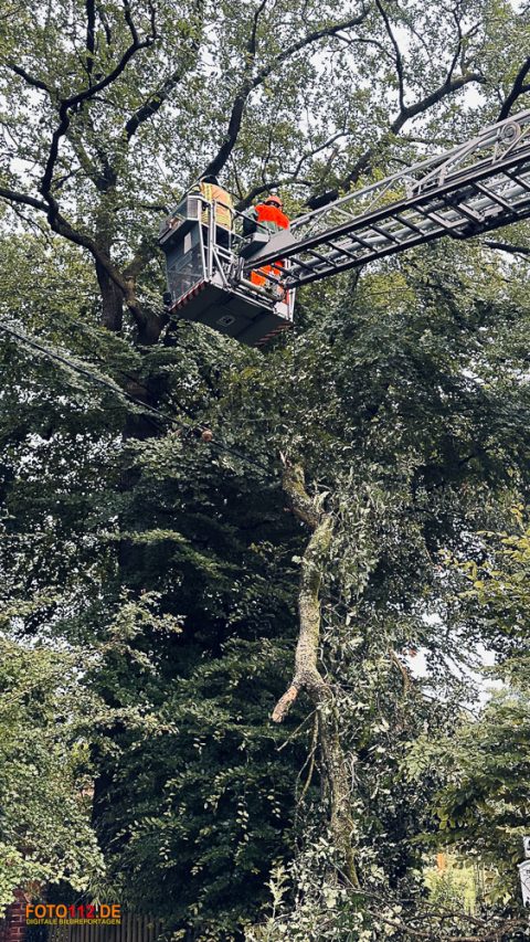 Baum-auf-Stromleitung-007