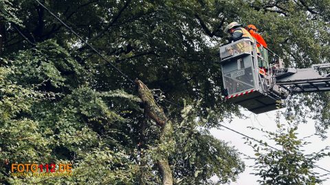Baum-auf-Stromleitung-011