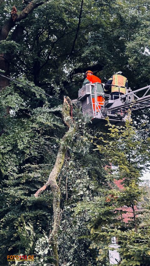 Baum-auf-Stromleitung-012