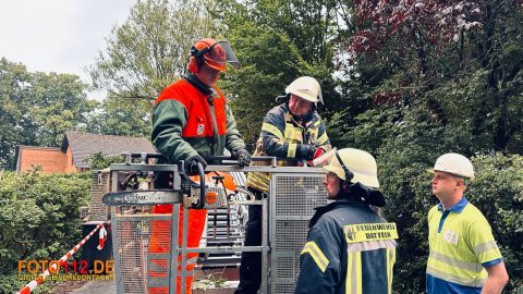 Baum-auf-Stromleitung-013