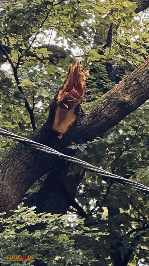 Baum-auf-Stromleitung-015