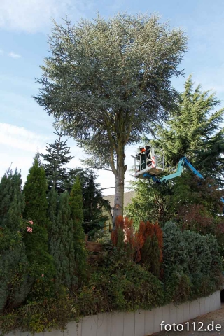 20131019_baum_1-7