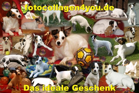 hundecoll_04