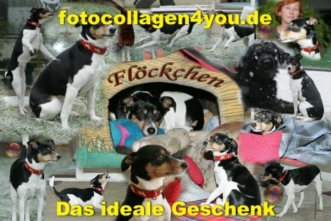 hundecoll_05