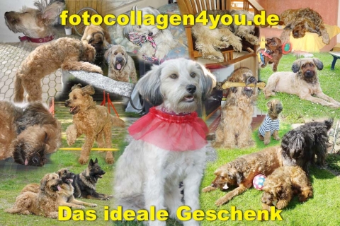 hundecoll_06